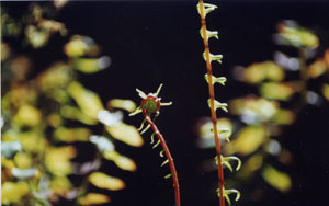 reproductive fronds of deer fern